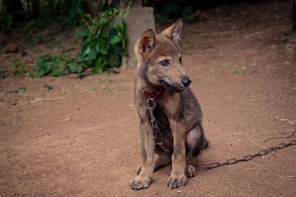 istock wolf pupy with red necklase look sad in yard 578107652