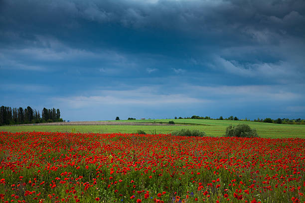istock Field of red poppies 578107694