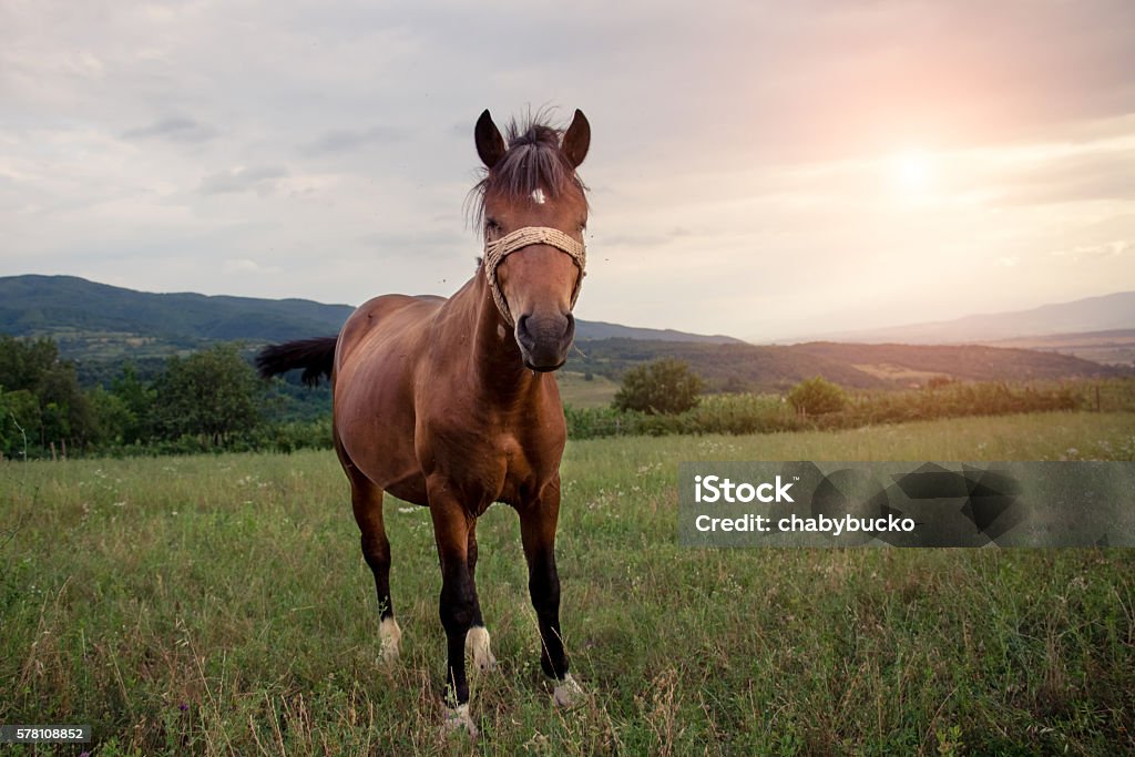 beautiful chestnut horse running in nature on grass on sunset Activity Stock Photo