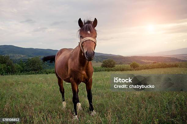 Beautiful Chestnut Horse Running In Nature On Grass On Sunset Stock Photo - Download Image Now