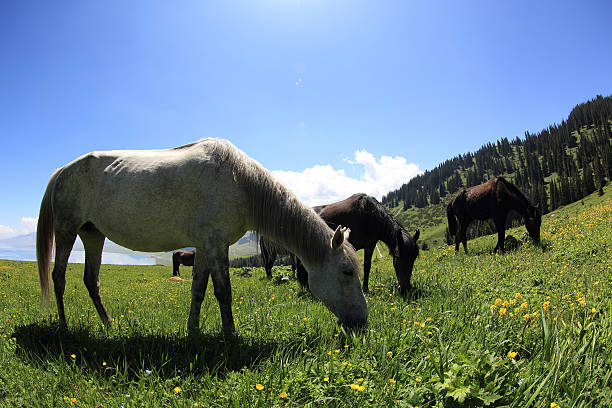 istock horse eating grass on beautiful mountain grassland 578109608