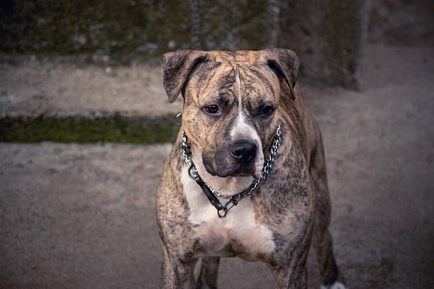 istock young pit bull terrier in yard in front of house 578109986