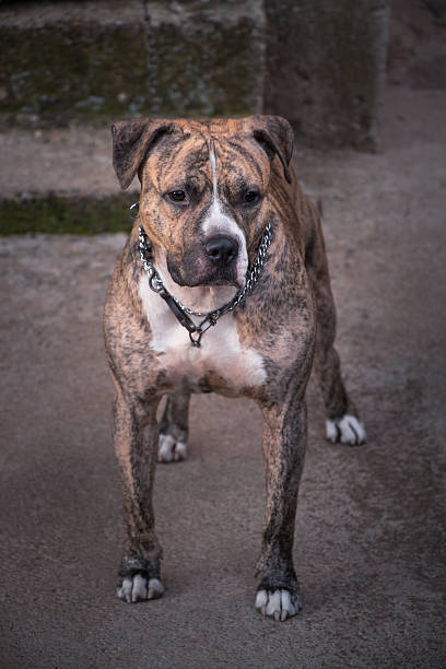 istock american pit bull staford terrier in front of house 578110150