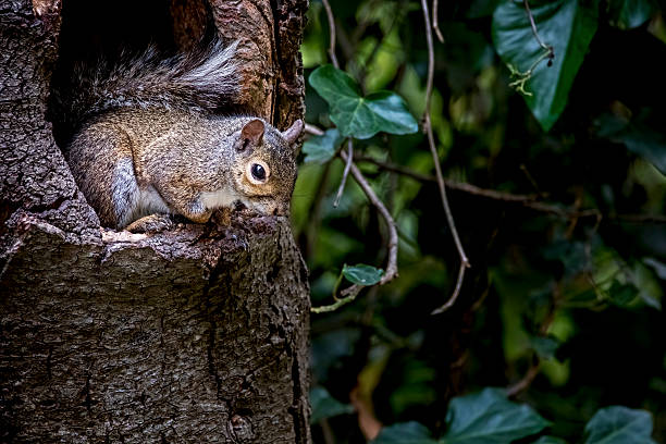 Squirrel, Tree, American Red Squirrel, Animal, Close-up