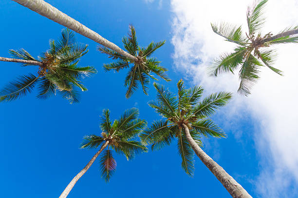 istock Coconut tree farm in Bahia 578113020