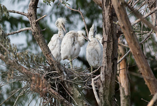 istock Baby Little Egrets (Egretta garzetta) in nest 578113828