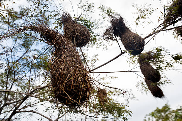 istock cacique bird nest in the amazon 578116276