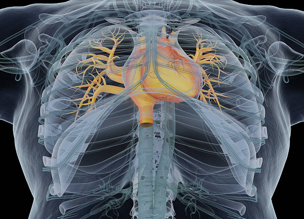 menschliches herz. 3d-illustration. - human heart heart attack x ray image chest stock-fotos und bilder