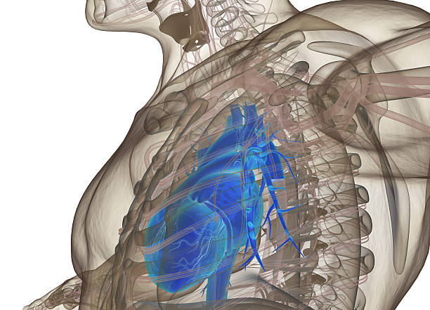 menschliches herz. 3d-illustration. - human heart heart attack x ray image chest stock-fotos und bilder