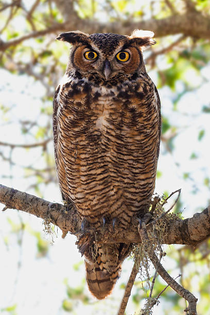 istock Great Horned Owl on a Branch in Forest 578117426