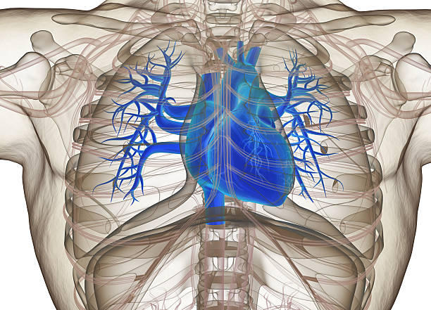 menschliches herz. 3d-illustration. - human heart heart attack x ray image chest stock-fotos und bilder