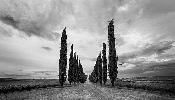 istock tuscany typical cypress tree with amazing cloudy sky. 578118084