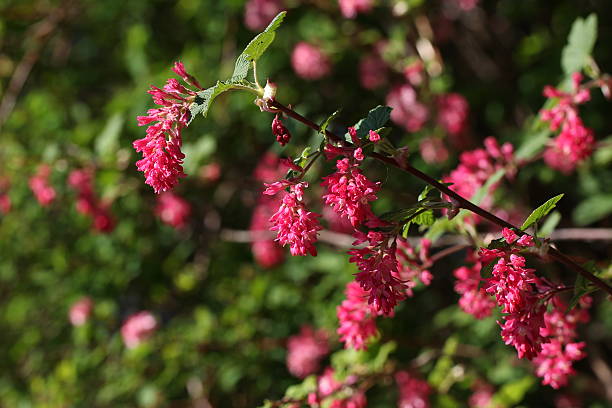 istock Spring flowering of fruit trees 578118786