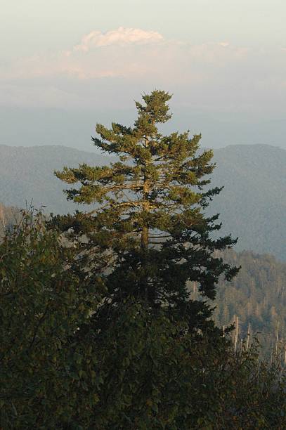 istock Sunlit isolated evergreen tree in the mountains 578118896