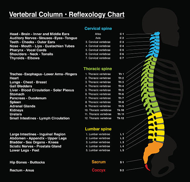 ilustrações, clipart, desenhos animados e ícones de coluna de espinha dorsal reflexologia - thoracic vertebrae
