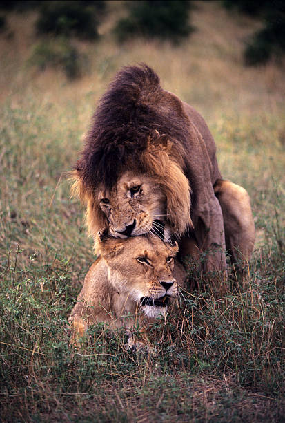 istock Lions mating, Masai Mara Game Reserve, Kenya 578120262