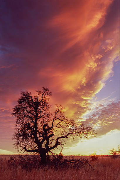 Sunset Clouds and Tree Silhouette, Wichita Mountains, Oklahoma stock photo