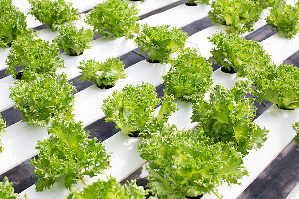 Organic Farming (Hydroponic vegetable) stock photo