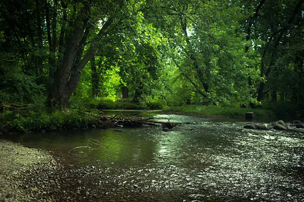 Magical summer swamp deep in the forest with leaning oak trees creating tunnel