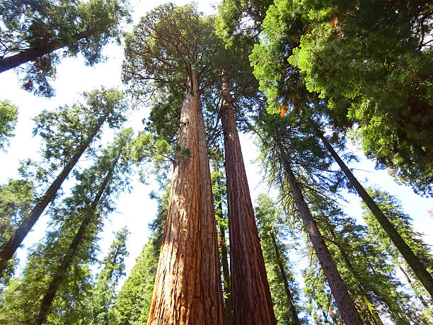 istock Twin trees at Sequoia National Park 578265562