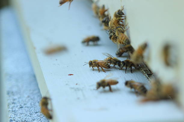 istock Honey Bees at Hive Entrance 578266760