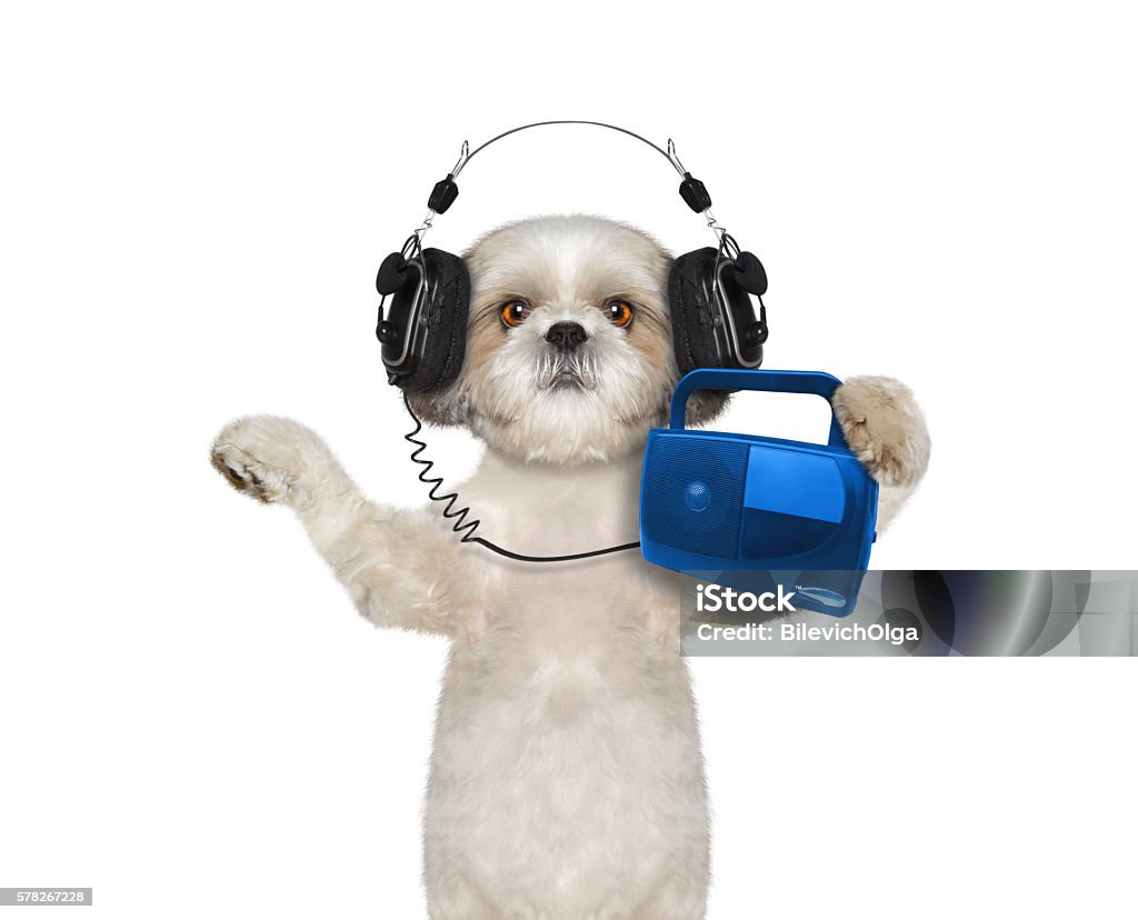 Dog listening to music and dancing Dog listening to music and dancing -- isolated on white background Headphones Stock Photo