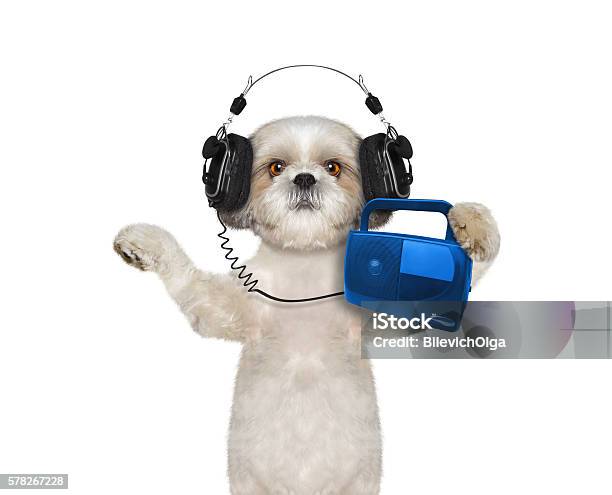 Dog Listening To Music And Dancing Stock Photo - Download Image Now - Headphones, Puppy, Activity