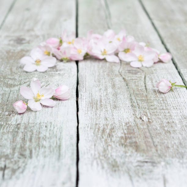 istock Flowers. Apple tree blossoms on rustic wooden background 578267384