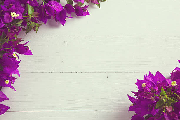 istock bouganvillea on white wood top 578267452