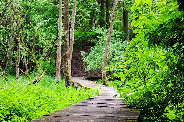 istock The road for walks in the woods. 578267674