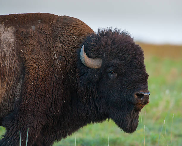 istock Bison Bull Up Close and Personal, Wichita Mountains, Oklahoma 578269022