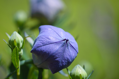 Closeup of purple bud  of balloon flower or bellflowers (Platycodon grandiflorus) in garden.