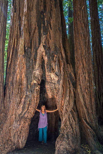 istock Redwood beauty 578270116