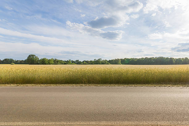 empty country road with wheat field background and blue sky