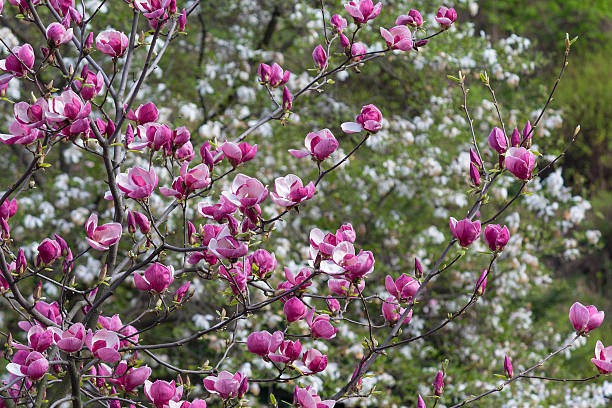 istock Blooming magnolia tree in the garden. Nature 578273170