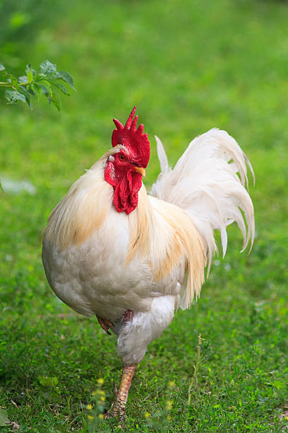 istock white cock  on green grass in the morning 578273836