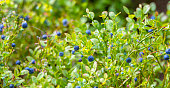 Wild Blueberries in the forest