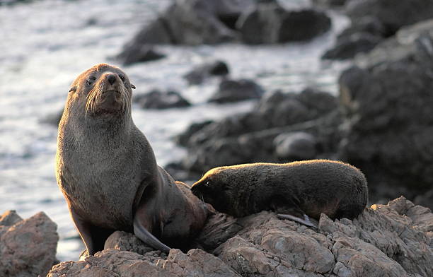 istock Fur Seal, Mother and Pup 578275938