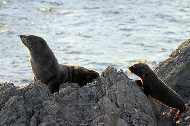 istock Fur Seal, Mother and Pup 578276016