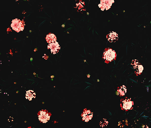 istock marigold flowers on a dark picture. 578276364