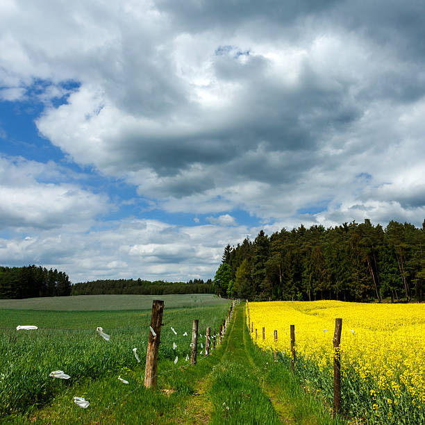 Country Landscape With Fields And Dirt Road