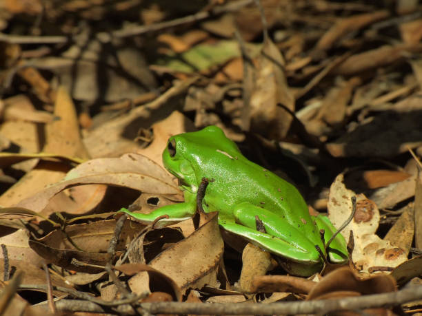 istock Back view of Green tree Frog 578276904