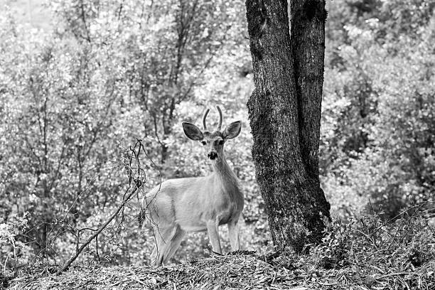 istock Young Buck Deer in Black and White 578277646