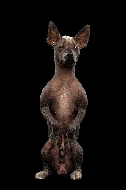 istock Xoloitzcuintle - hairless mexican dog breed, Studio portrait on Black 578280512