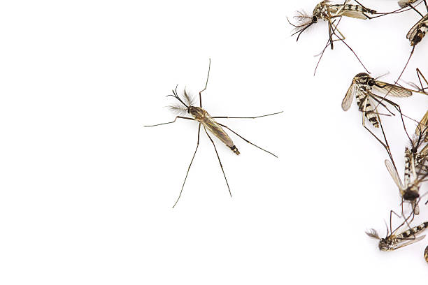 istock Close up Mosquito isolated on white background, Top view 578281330