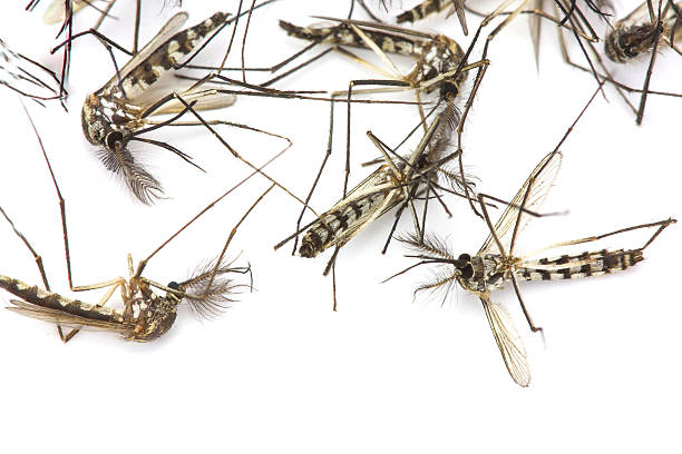 istock Close up Mosquito isolated on white background 578281416