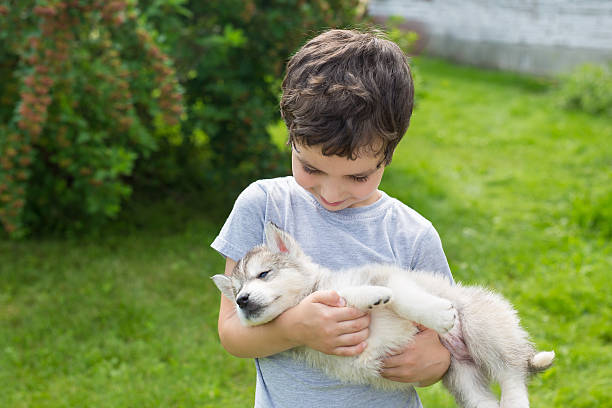 istock Cute little boy holds on hands a sleeping husky puppy 578282344