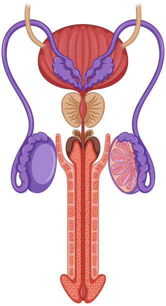 Inside of male reproductive system Inside of male reproductive system illustration male reproductive system diagram stock illustrations
