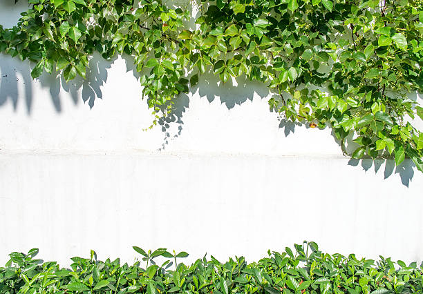 ivy leaves isolated on a white background