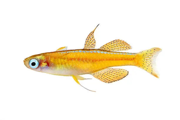 paskai paska's blue-eye rainbowfish - pseudomugil paskai aquarium fish red neon